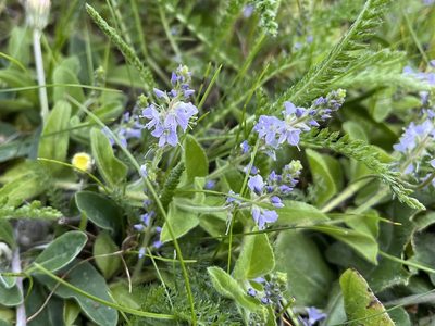 Veronica officinalis, photographed by Pavel Kacl
