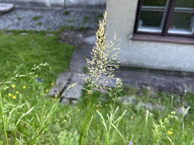 Trisetum flavescens, photographed by Pavel Kacl