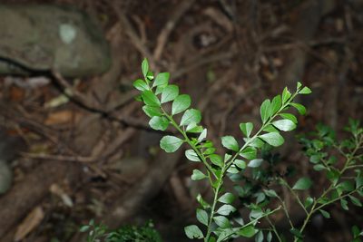 Citrus australasica, photographed by Greg Tasney