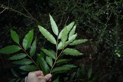 Hedraianthera porphyropetala, photographed by Greg Tasney