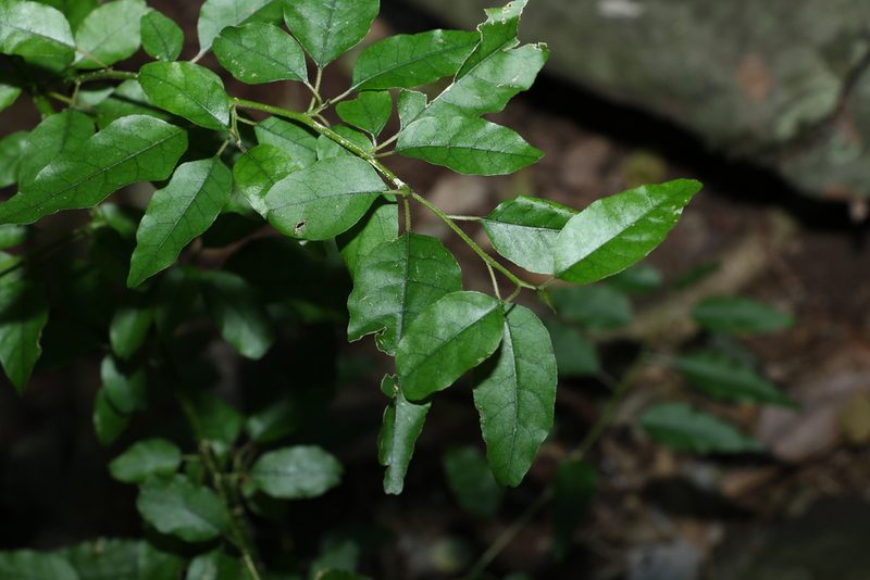 Monococcus echinophorus, photographed by Greg Tasney