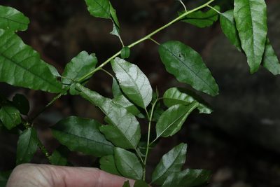 Monococcus echinophorus, photographed by Greg Tasney