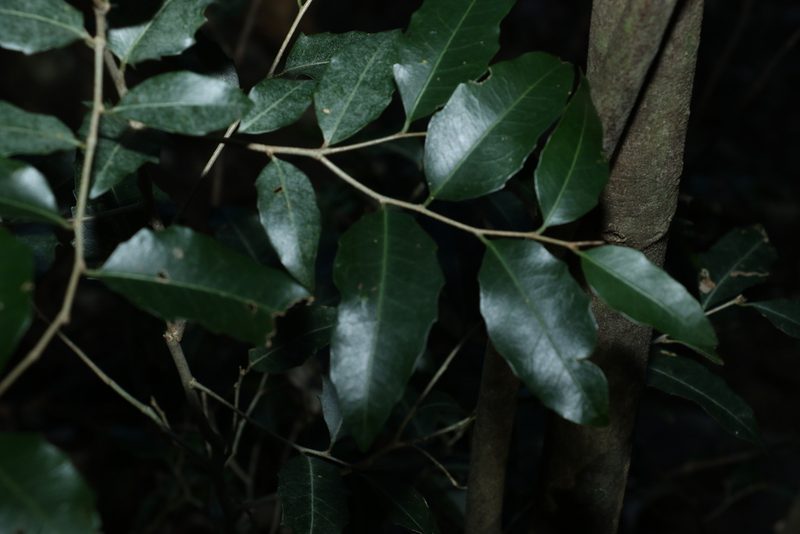 Drypetes deplanchei, photographed by Greg Tasney