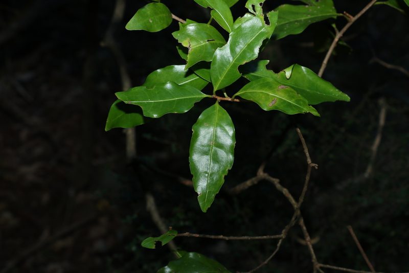 Actephila mooreana, photographed by Greg Tasney