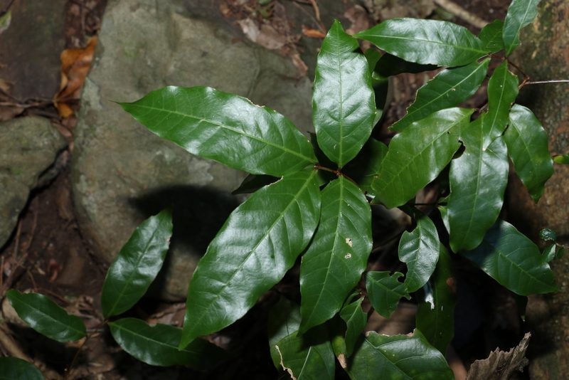 Arytera divaricata, photographed by Greg Tasney