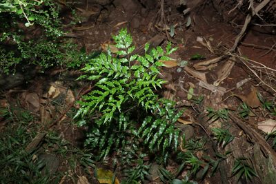 Lepiderema pulchella, photographed by Greg Tasney