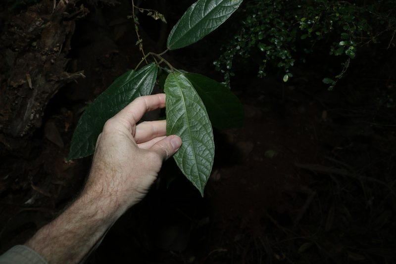 Ficus fraseri, photographed by Greg Tasney