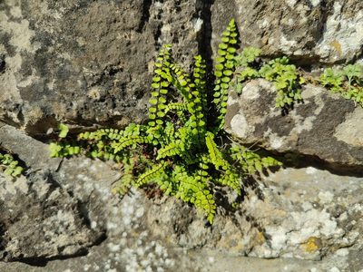Asplenium trichomanes, photographed by Paul Braun