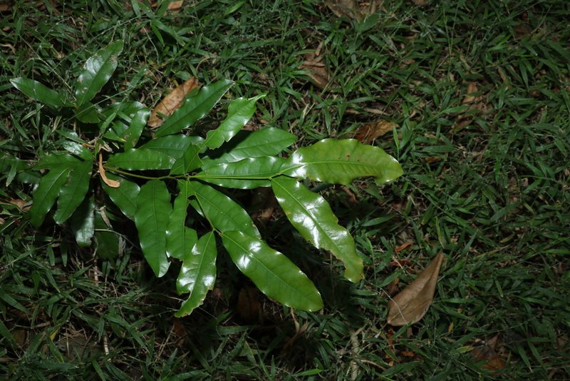 Beilschmiedia obtusifolia, photographed by Greg Tasney