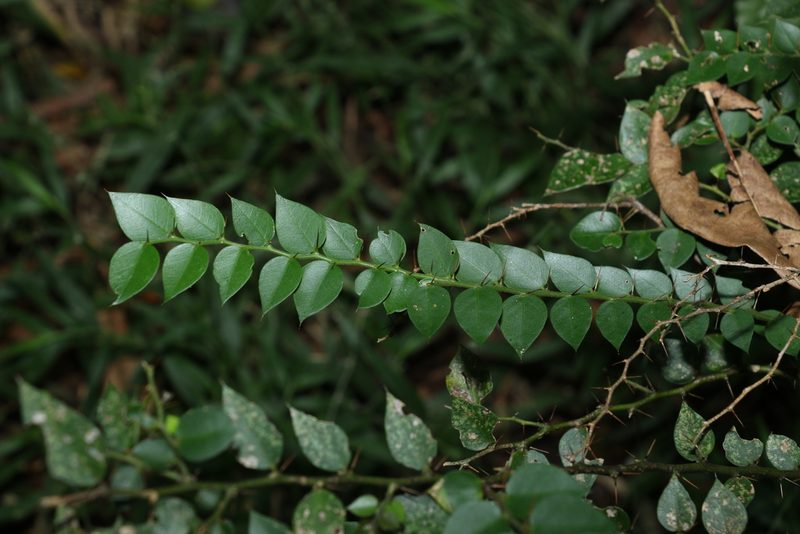 Capparis arborea, photographed by Greg Tasney