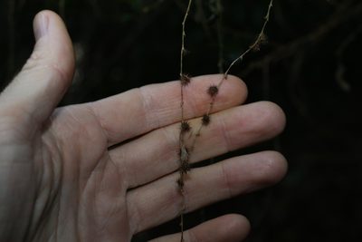 Monococcus echinophorus, photographed by Greg Tasney