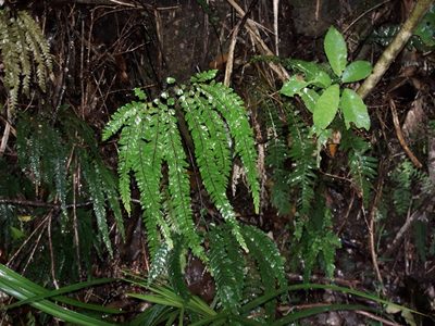 Adiantum hispidulum