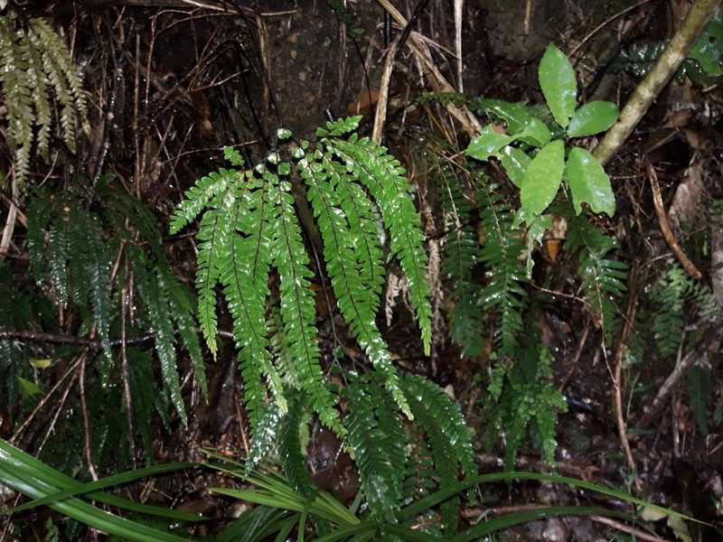 Adiantum hispidulum, photographed by naturewatchwidow