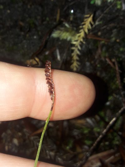Microschizaea fistulosa, photographed by naturewatchwidow