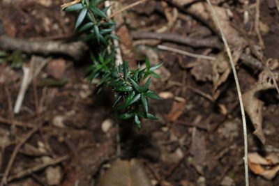 Alyxia ruscifolia