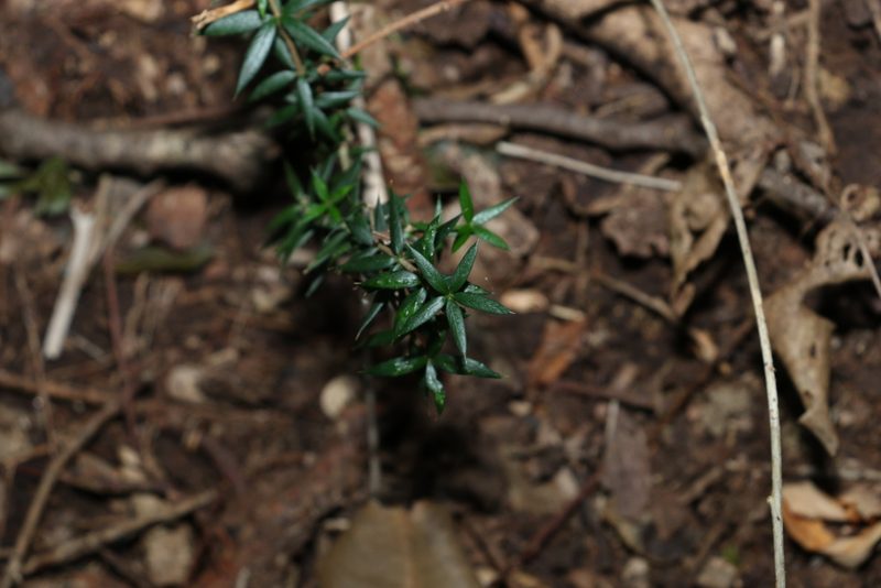 Alyxia ruscifolia, photographed by Greg Tasney