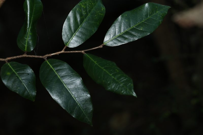 Trophis scandens, photographed by Greg Tasney
