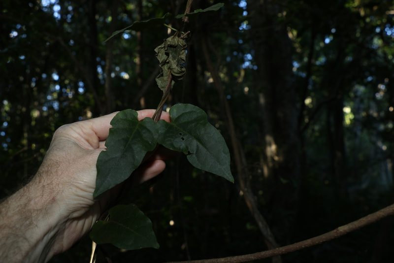 Parsonsia velutina, photographed by Greg Tasney