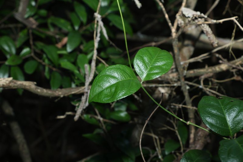 Gynochthodes canthoides, photographed by Greg Tasney
