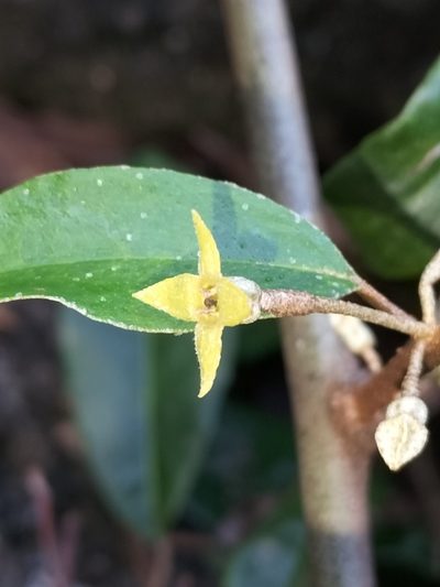 Elaeagnus triflora, photographed by Matthew Borella