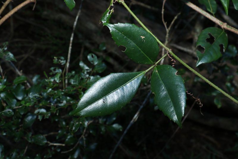 Tetrastigma nitens, photographed by Greg Tasney