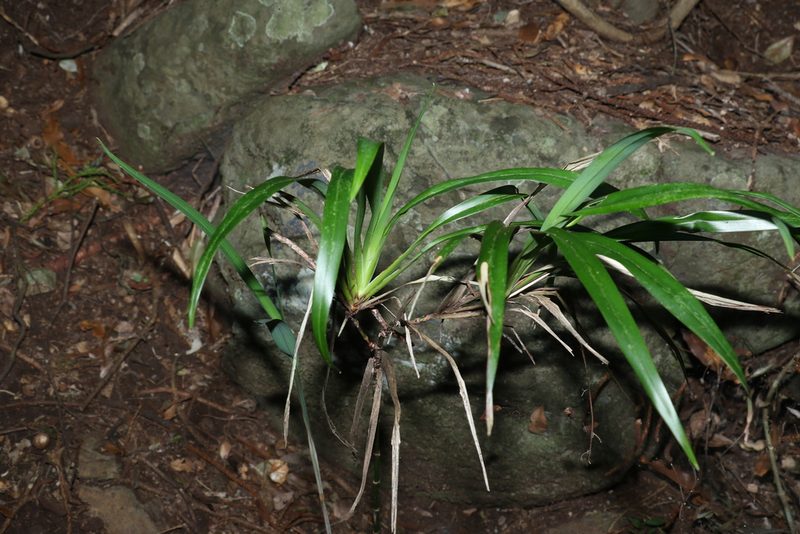 Dianella caerulea, photographed by Greg Tasney