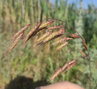 Bromus japonicus