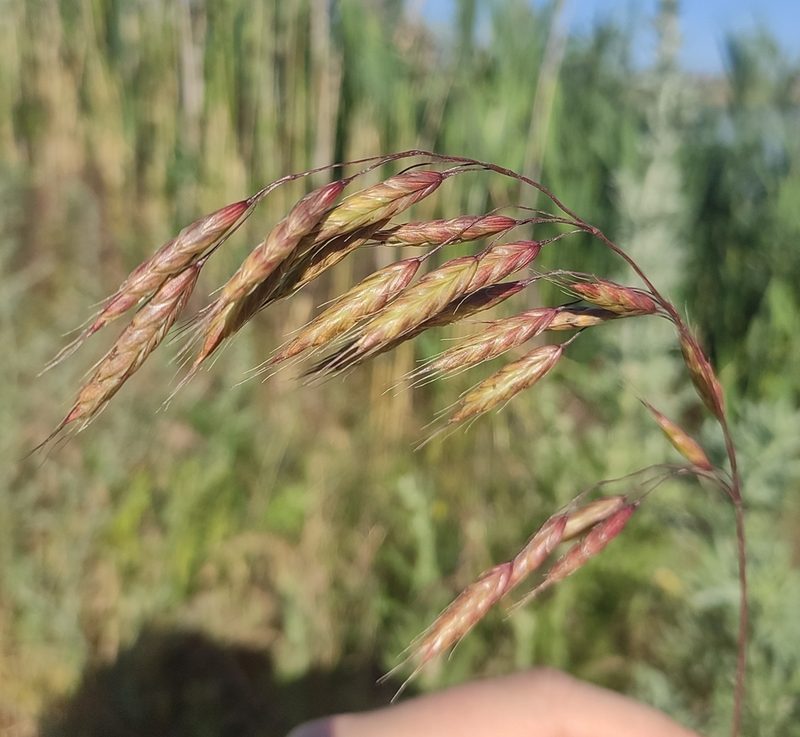 Bromus japonicus, photographed by KAnatoliy