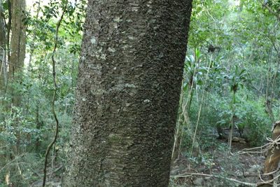 Araucaria cunninghamii, photographed by Greg Tasney