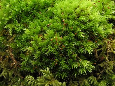 Leucobryum glaucum, photographed by José Luis Camaño