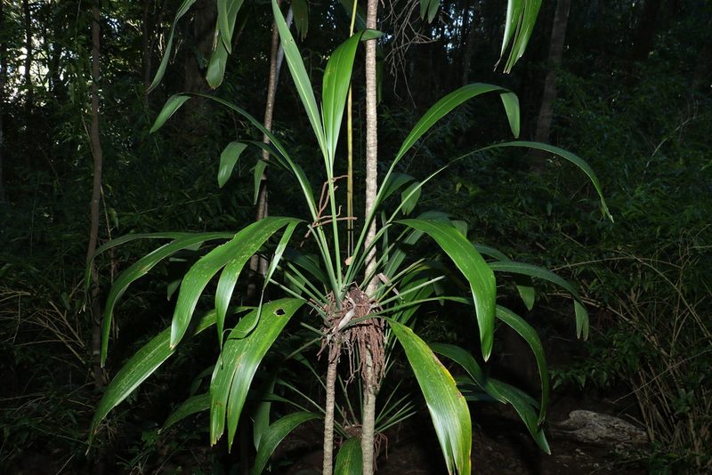 Cordyline petiolaris, photographed by Greg Tasney