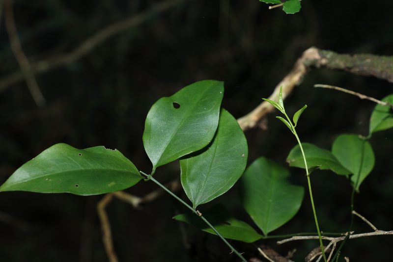 Jasminum jenniae, photographed by Greg Tasney