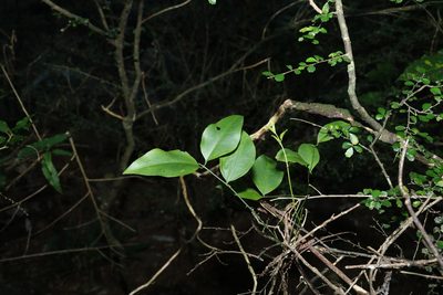Jasminum jenniae, photographed by Greg Tasney
