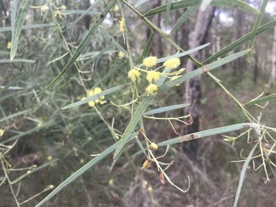Acacia iteaphylla, photographed by Ann Bentley