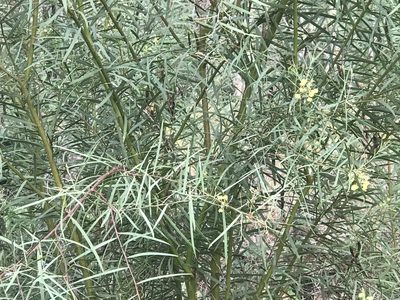 Acacia iteaphylla