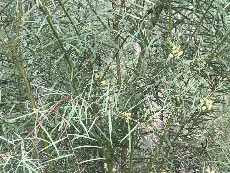 Acacia iteaphylla, photographed by Ann Bentley