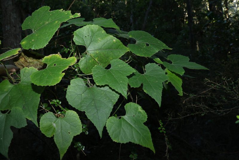 Sicyos australis, photographed by Greg Tasney