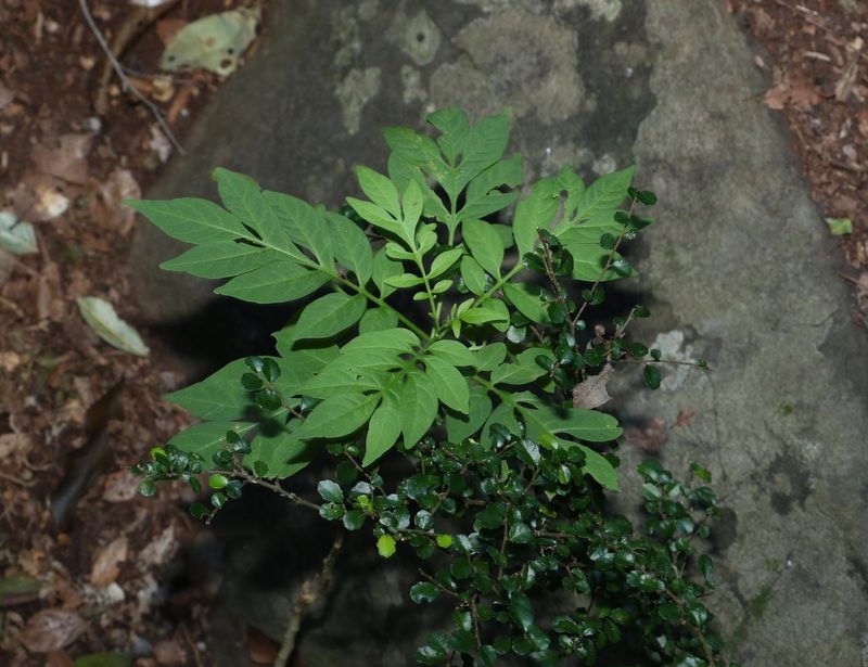 Solanum seaforthianum, photographed by Greg Tasney