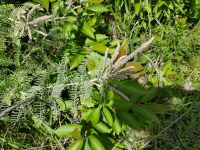Amorpha canescens, photographed by T. J. Crow