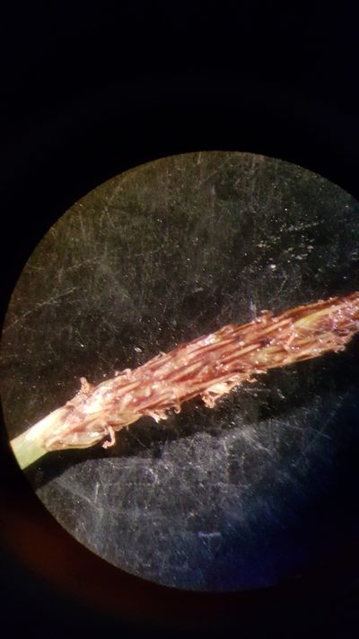 Eleocharis erythropoda, photographed by naturalist charlie