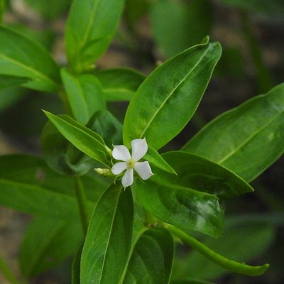 Catharanthus pusillus, photographed by Paulmathi Vinod