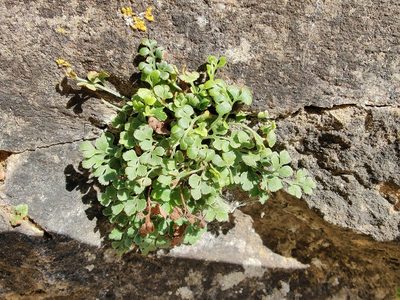 Asplenium ruta-muraria, photographed by Paul Braun