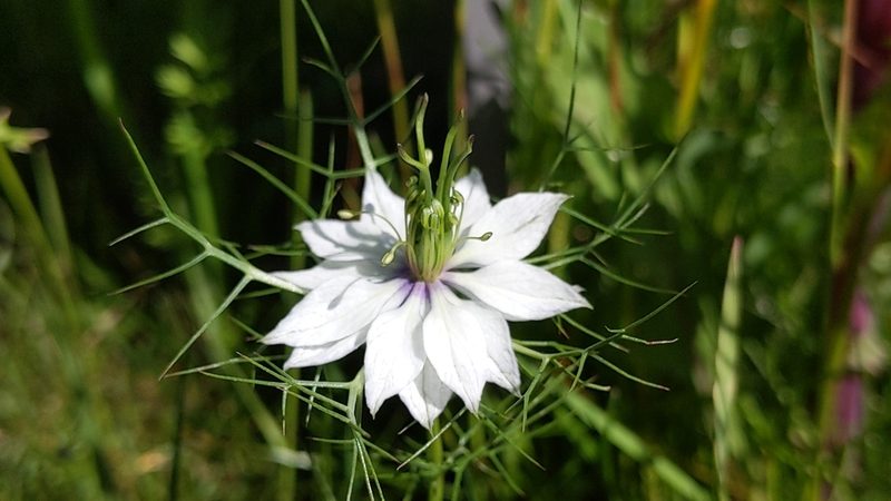 Nigella damascena, photographed by Philipp