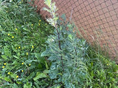 Artemisia vulgaris, photographed by Pavel Kacl