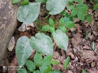 Pulmonaria obscura, photographed by alina4_41