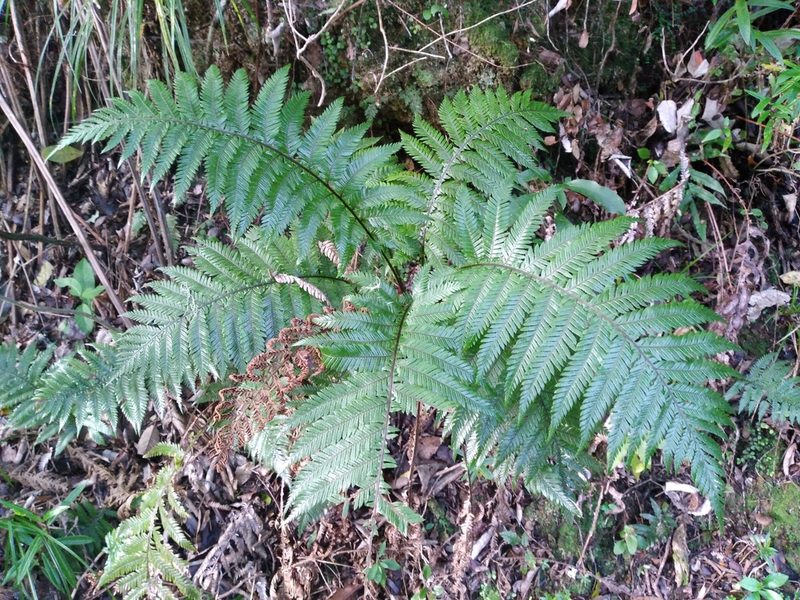 Diploblechnum fraseri, photographed by Leon Perrie
