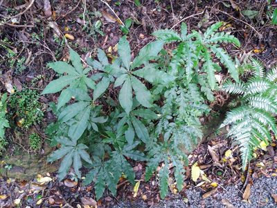Schefflera digitata, photographed by Leon Perrie