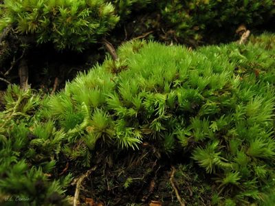 Leucobryum glaucum, photographed by José Luis Camaño