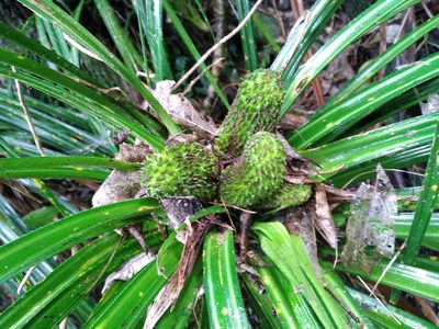 Freycinetia banksii, photographed by Leon Perrie