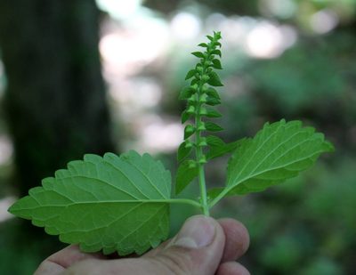 Scutellaria altissima, photographed by Юрий Данилевский (Yuriy Danilevsky)